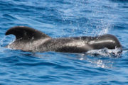 Vista a ballenas desde el Peterpan