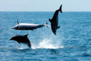 Saltos de delfines