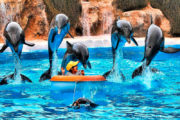 Delfines loro parque