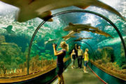 Loro parque tunnel aquarium