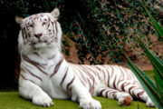Tigre blanco guapo