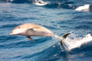 Delfin with maxicat