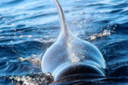 Delfín de cerca